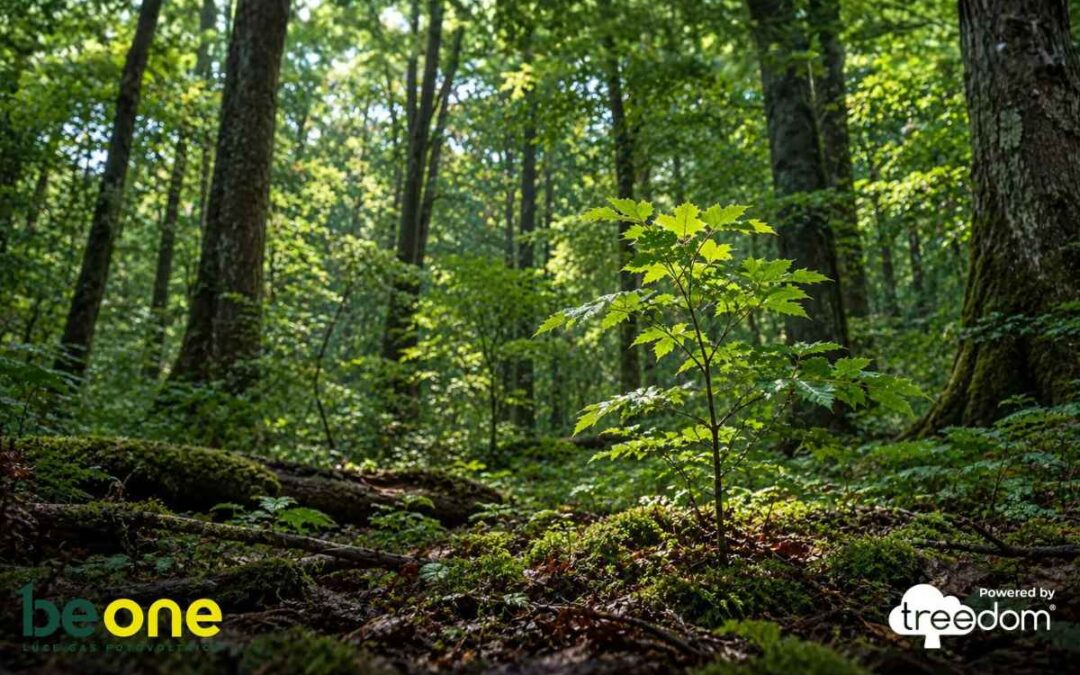 La foresta Be One con Treedom: un progetto che cresce insieme alle persone